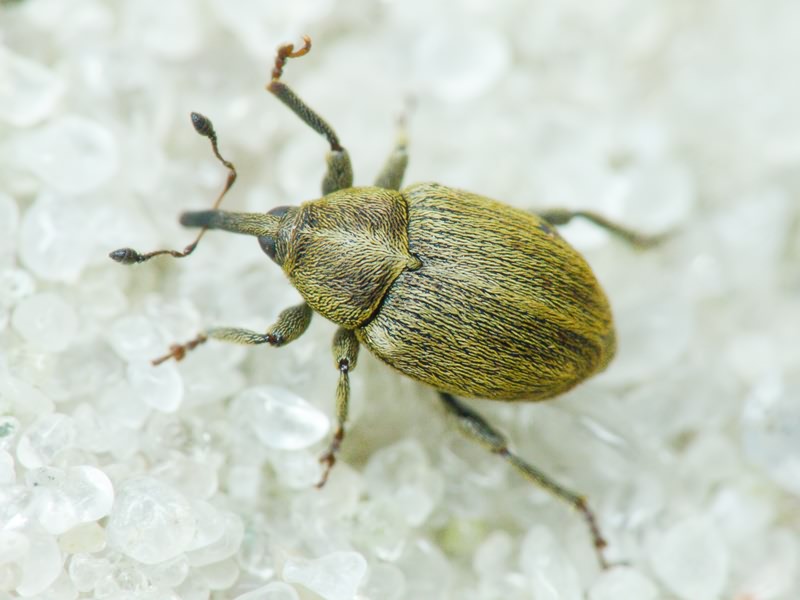 Sibinia pellucens (Scopoli, 1772)